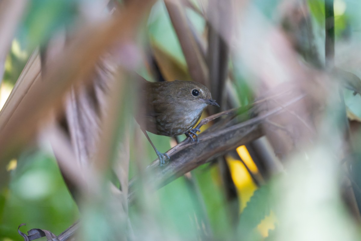 Lesser Shortwing - ML647608471