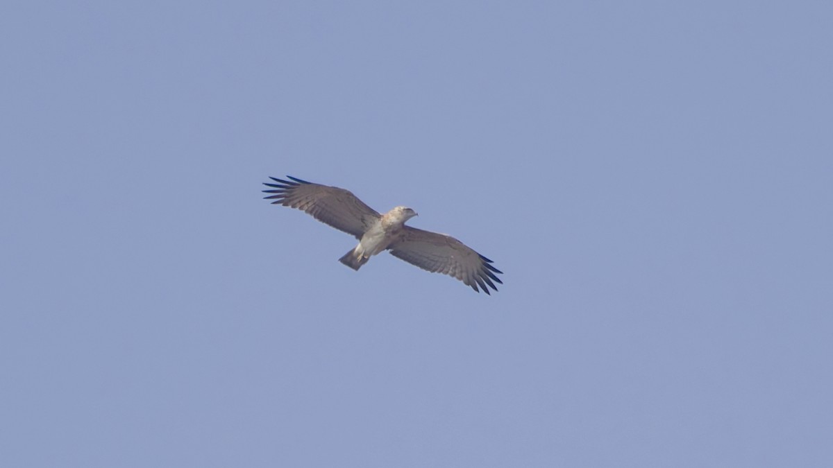 Short-toed Snake-Eagle - ML647608472