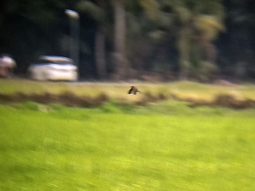 Bank Swallow - ML647608497