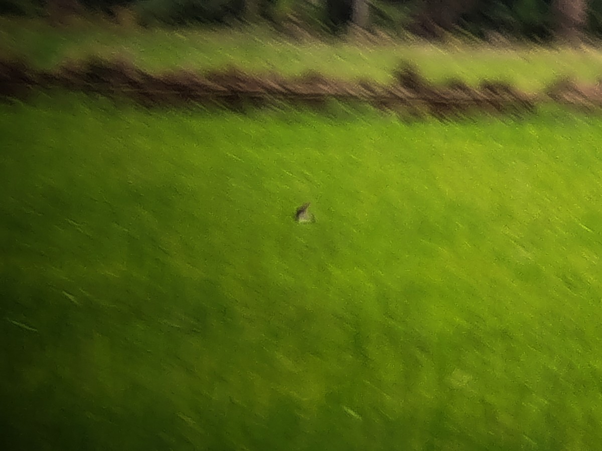 Bank Swallow - ML647608498