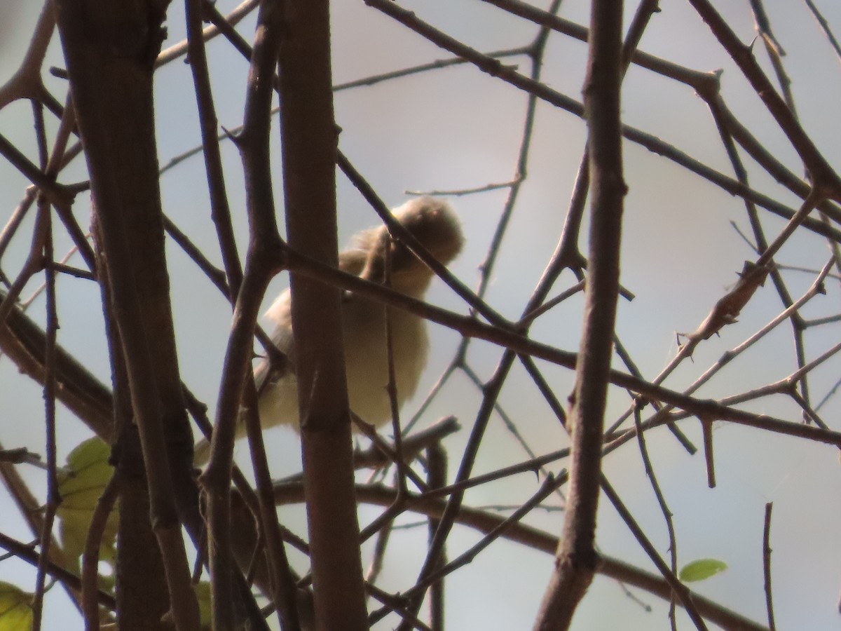 Greenish Warbler - ML647608501