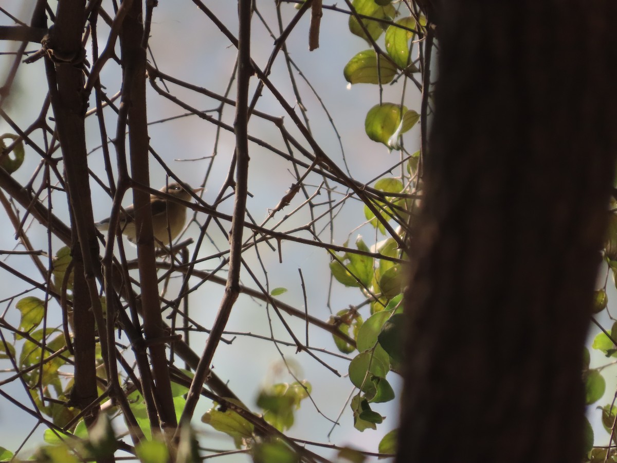 Greenish Warbler - ML647608502