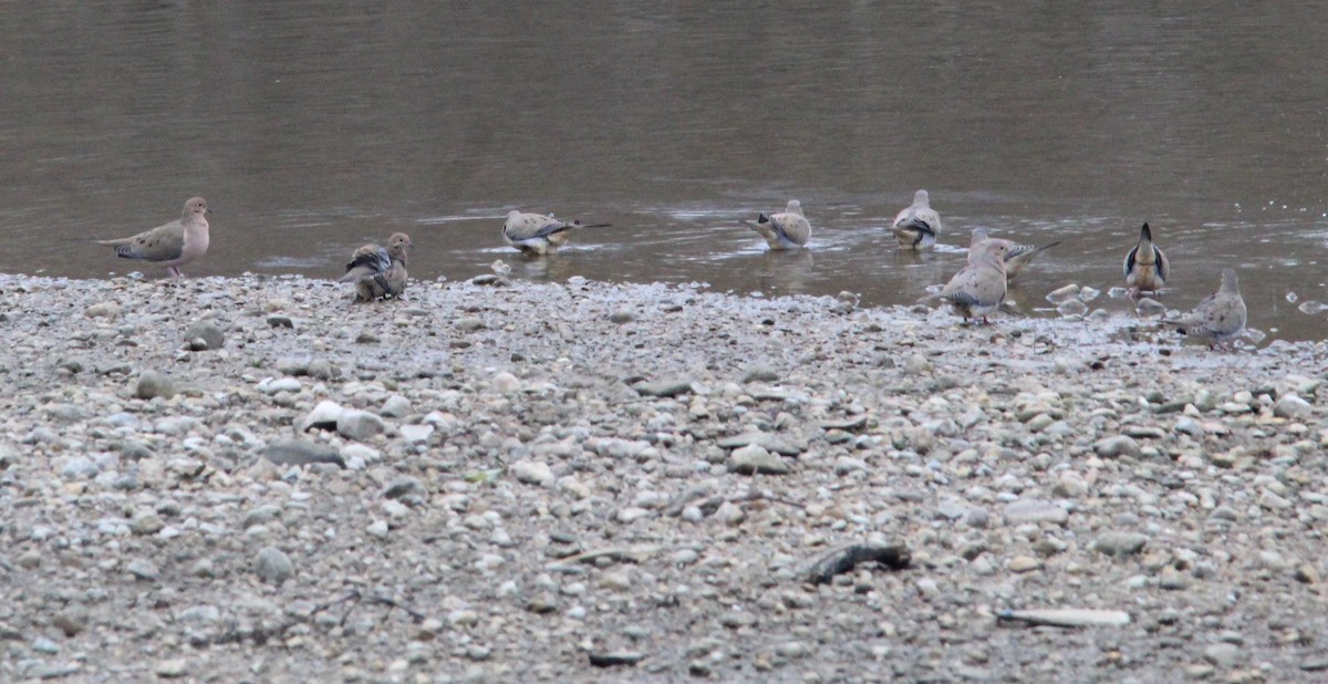 Mourning Dove - ML647608529