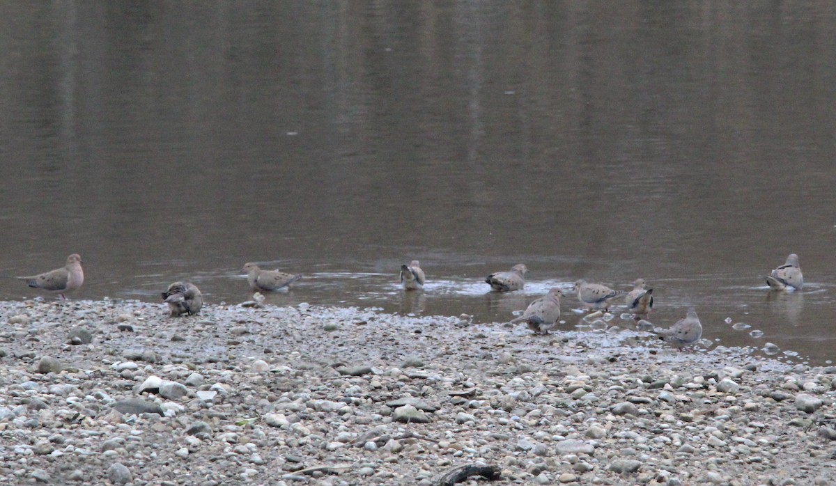 Mourning Dove - ML647608530