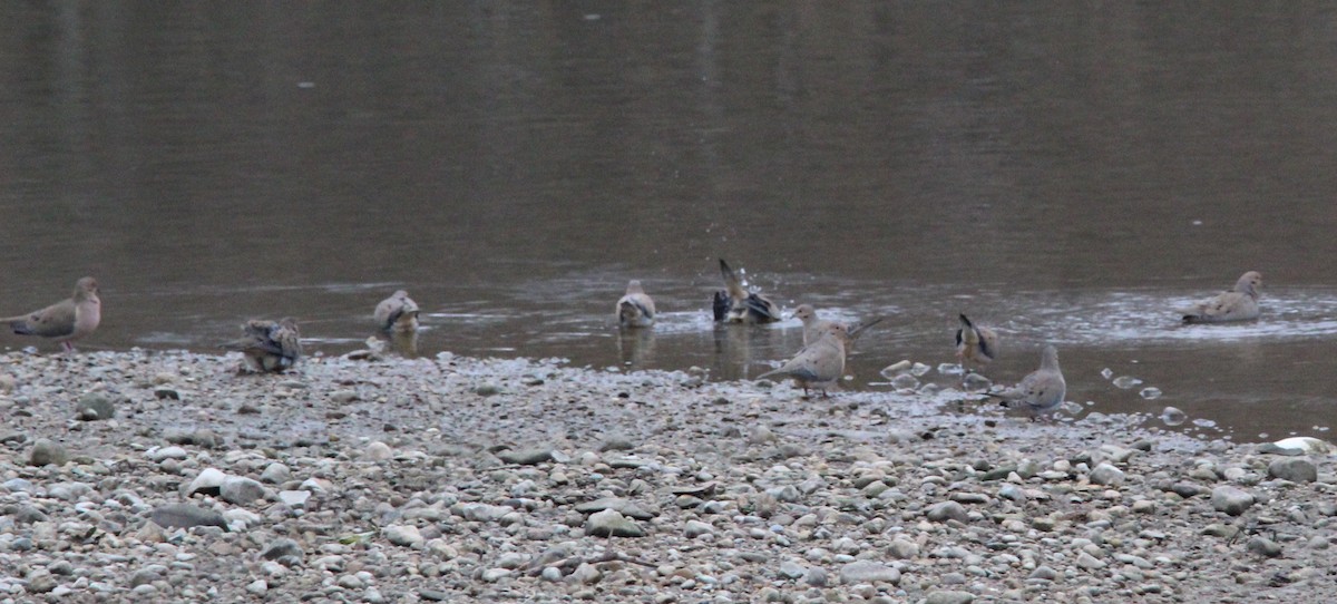 Mourning Dove - ML647608531