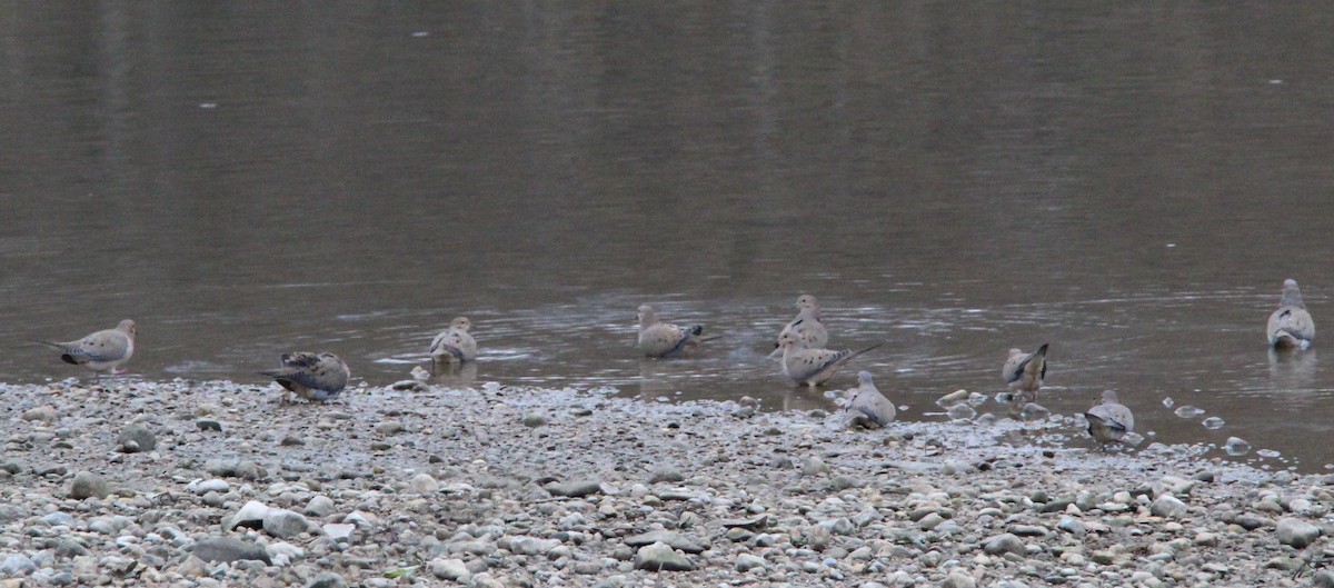 Mourning Dove - ML647608532