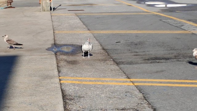 racek jižní - ML647608546