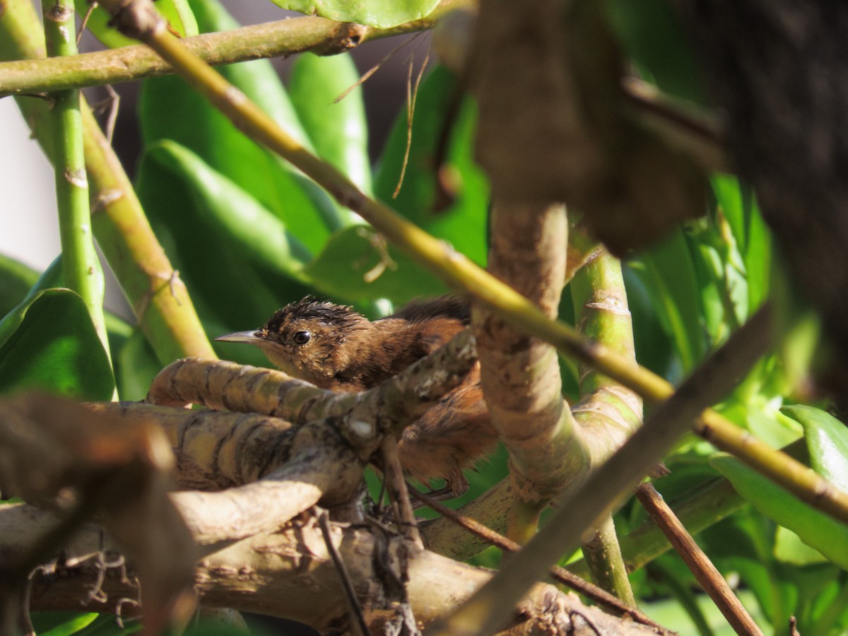 Southern House Wren - ML647608547