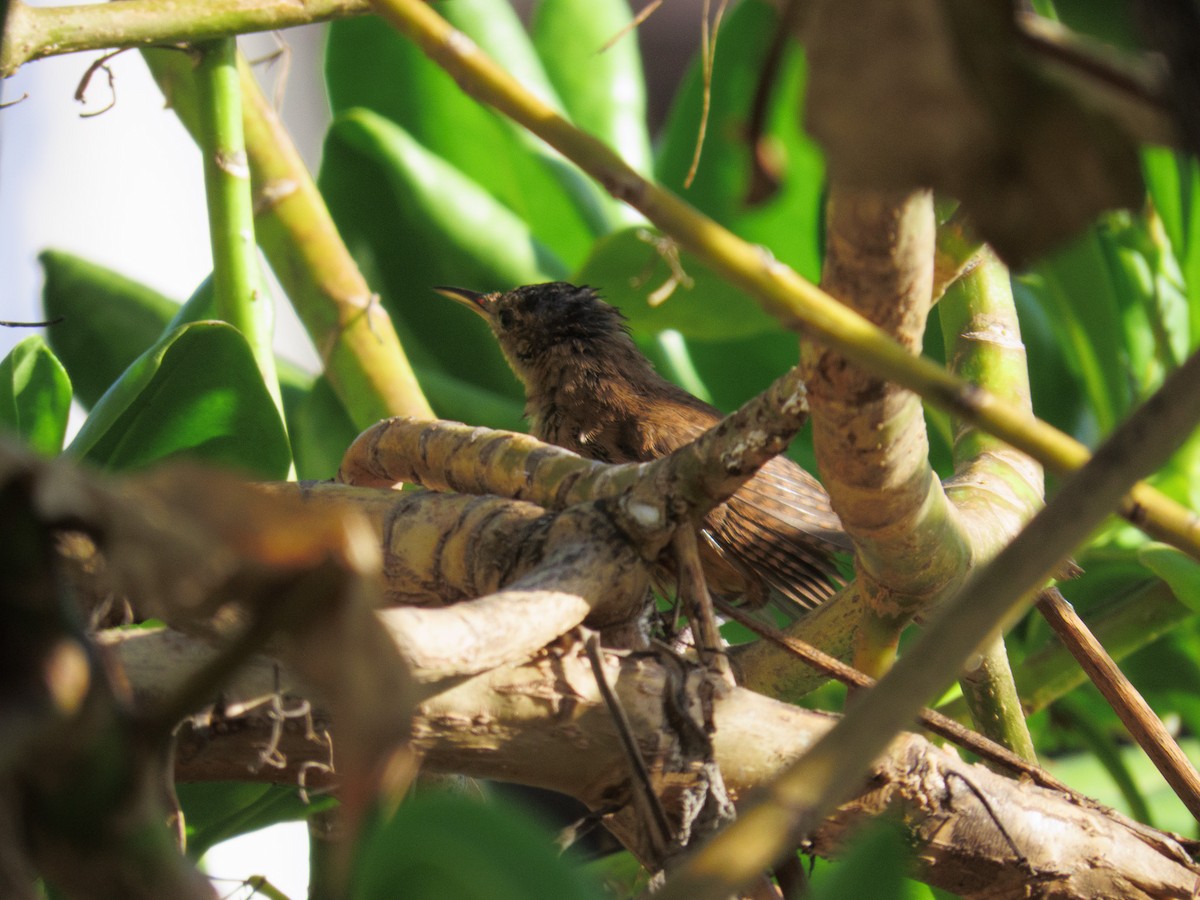 Southern House Wren - ML647608548