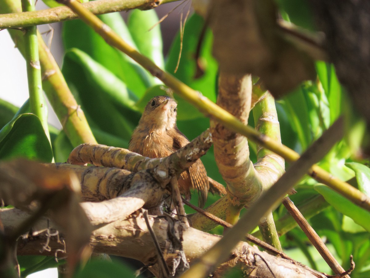 Southern House Wren - ML647608549