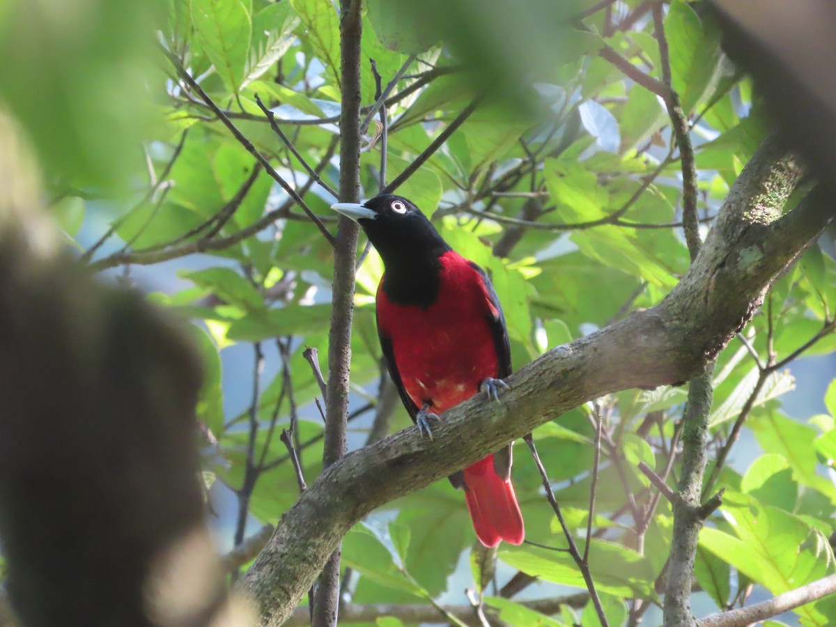 Maroon Oriole (Crimson) - ML647608557