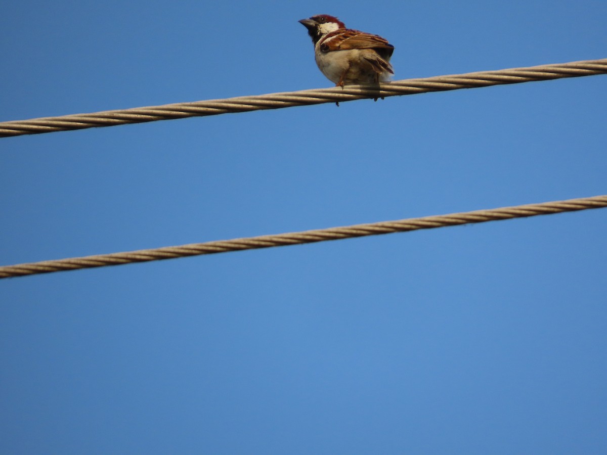 Gorrión Común - ML647608568