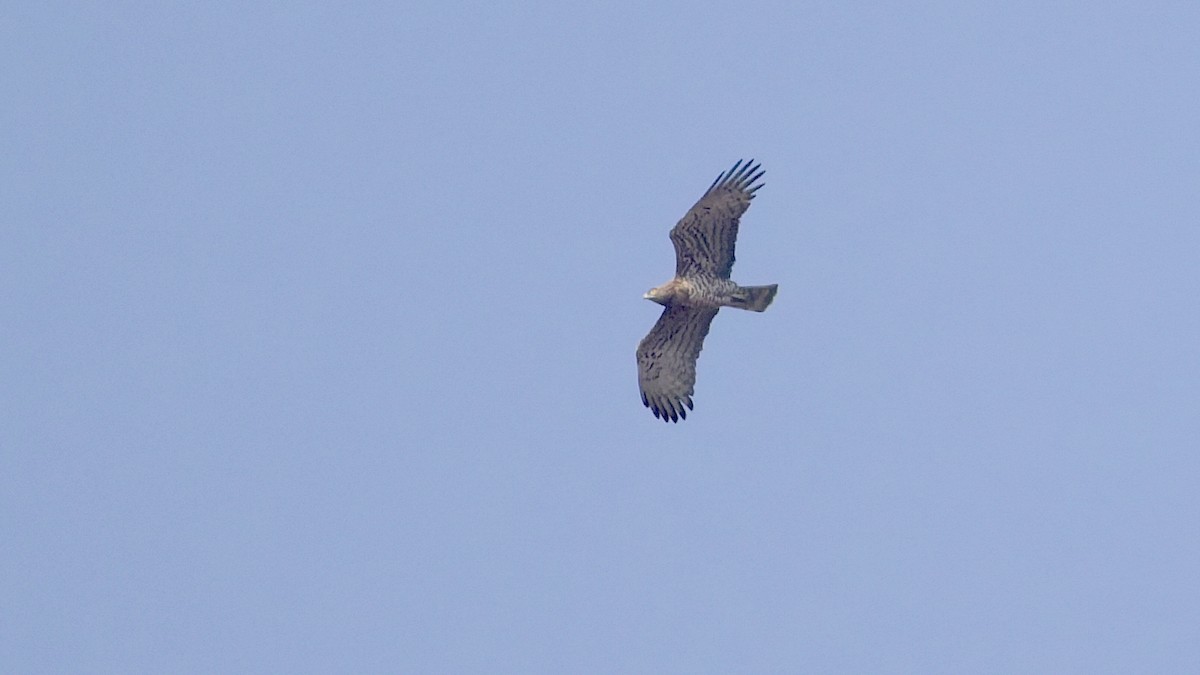 Short-toed Snake-Eagle - ML647608572