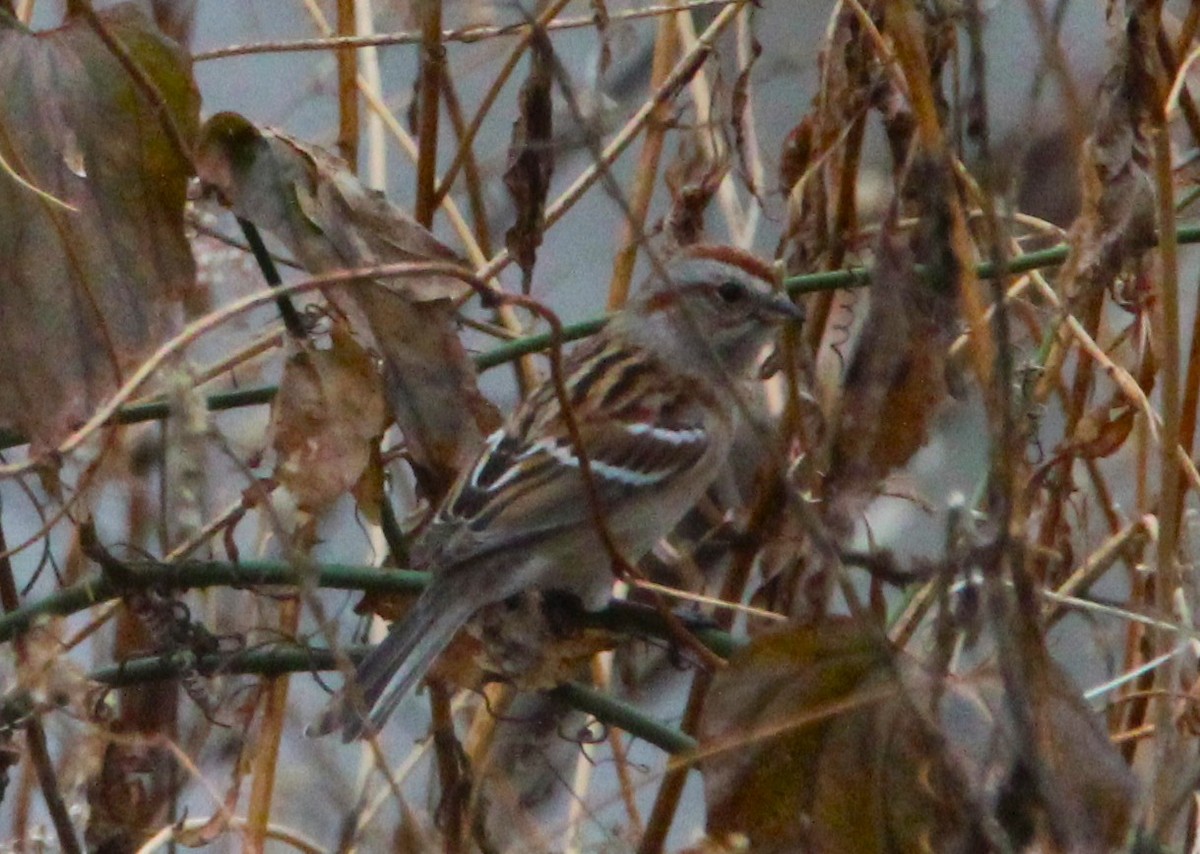 American Tree Sparrow - ML647608595