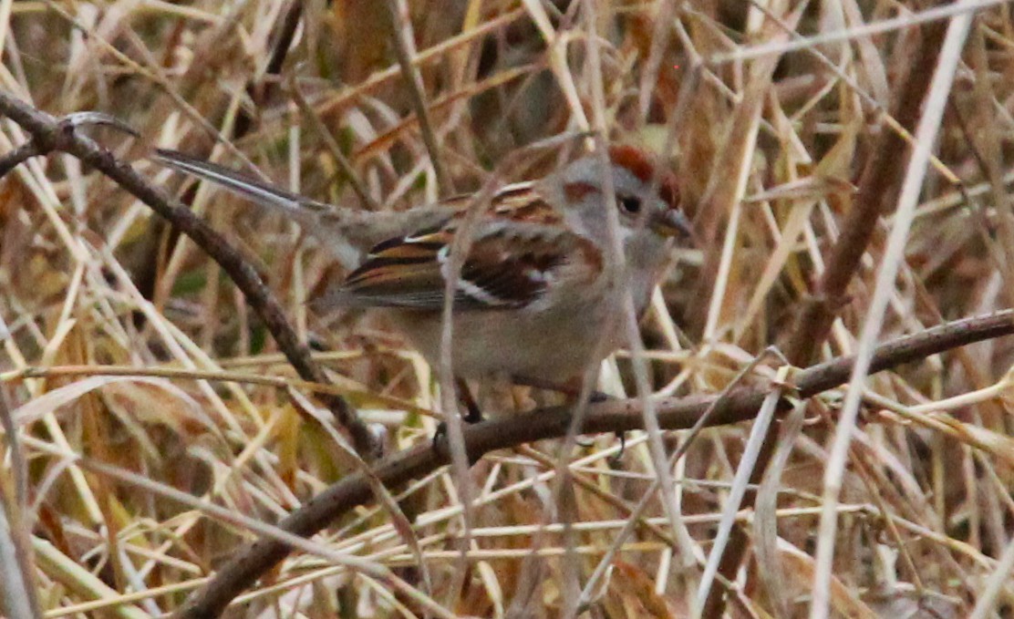 American Tree Sparrow - ML647608596