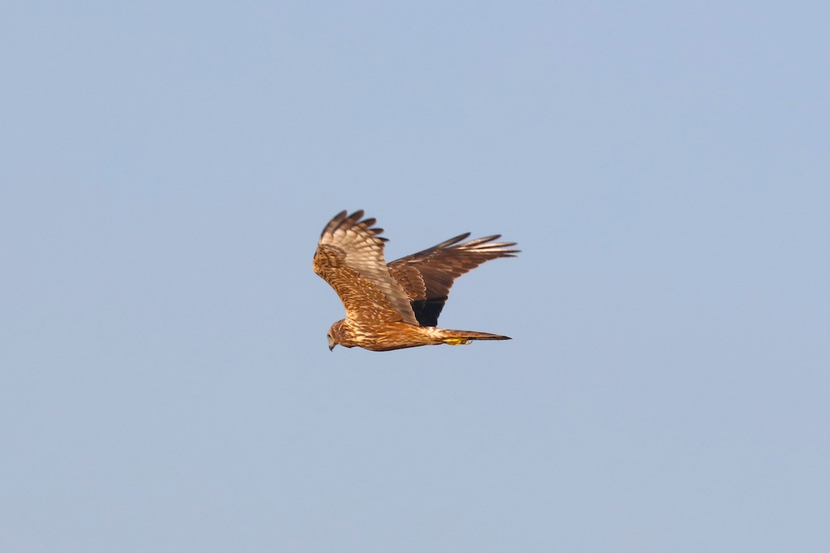 Eastern Marsh Harrier - ML647608608