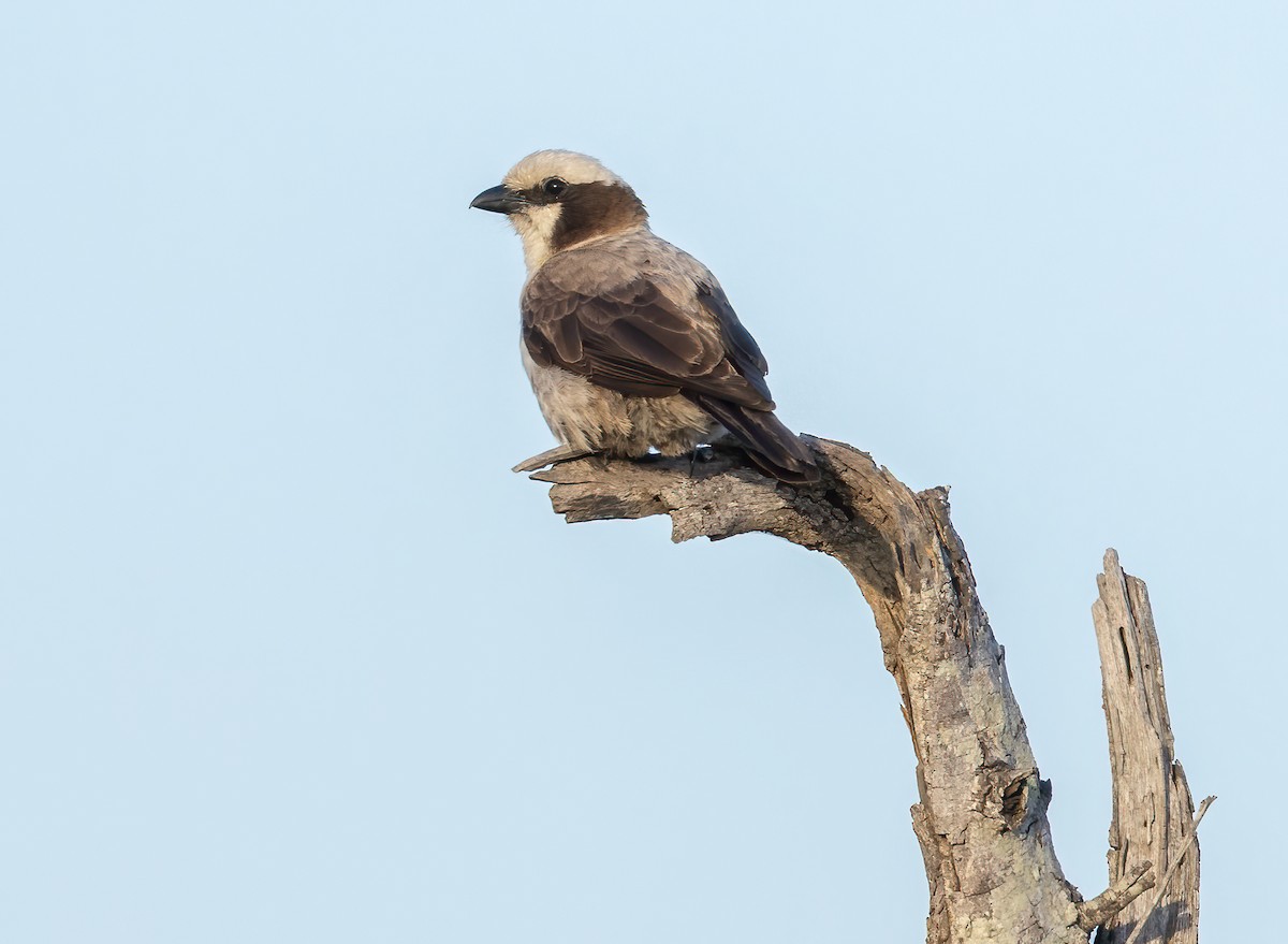 Ak Taçlı Örümcekkuşu - ML647608610