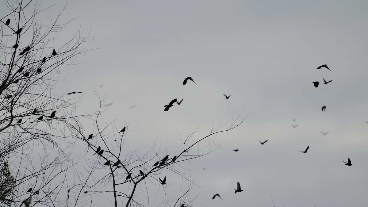 Red-winged Blackbird - ML647608611