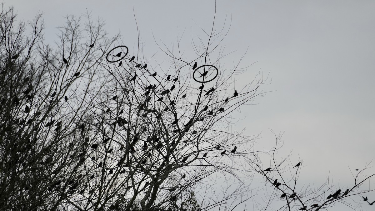 Трупіалець пурпуровий - ML647608613