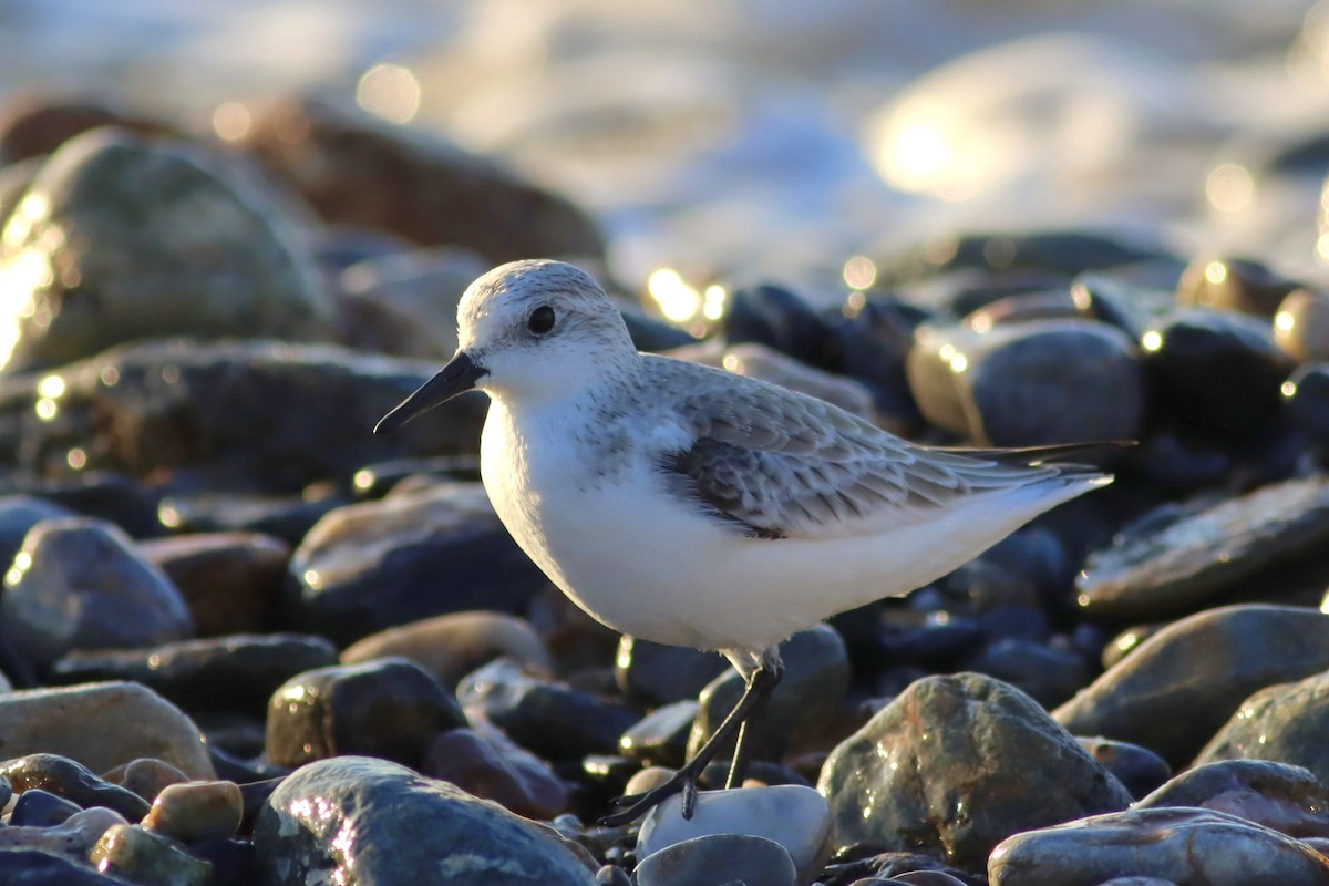 Sanderling - ML647608616