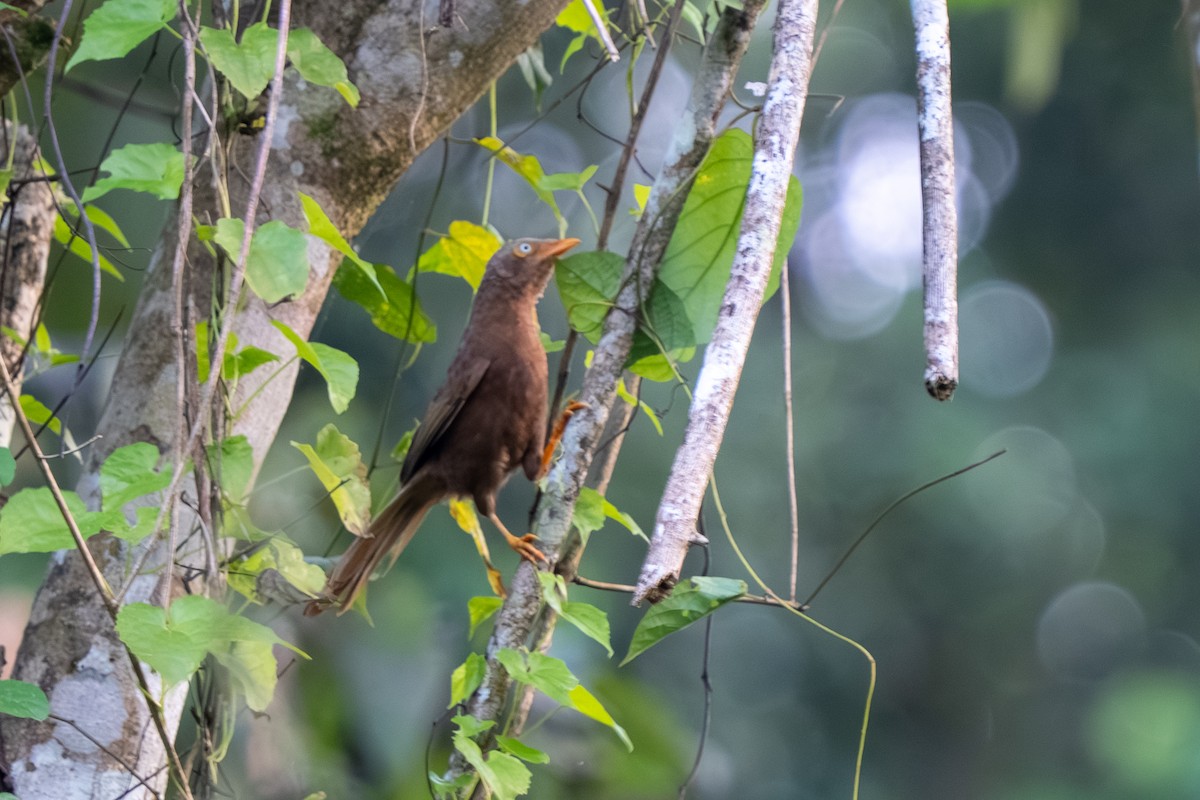 Orange-billed Babbler - ML647608618