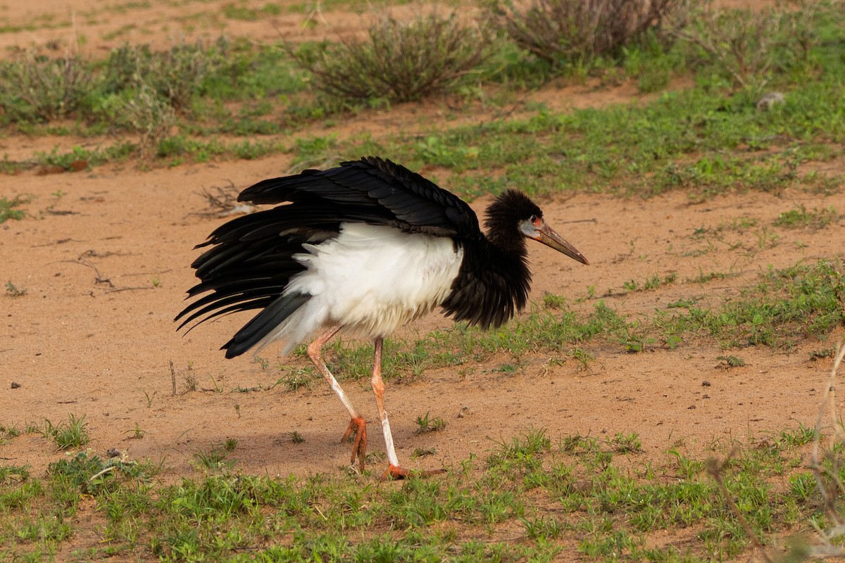 Abdim's Stork - ML647608627