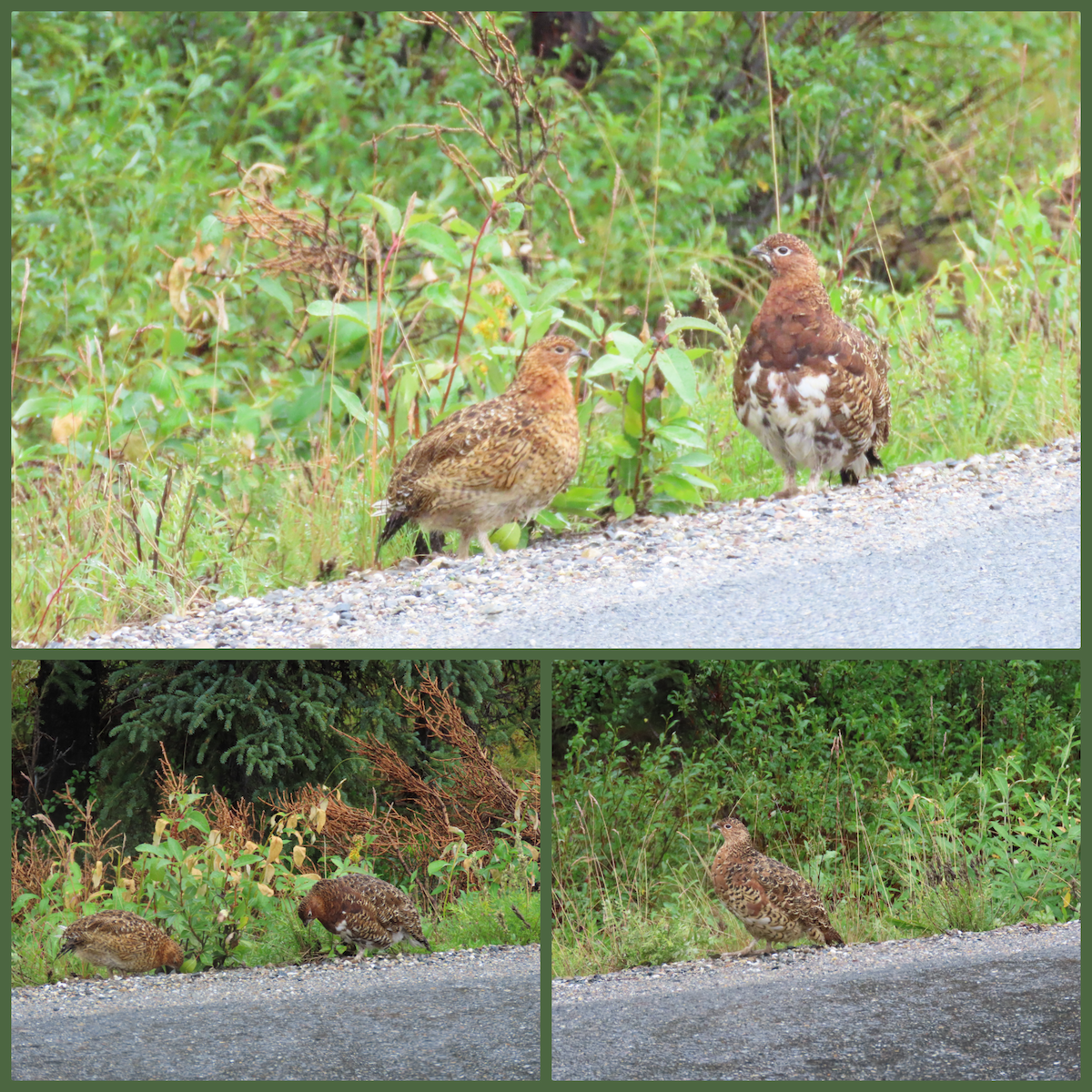 Willow Ptarmigan - ML647608636
