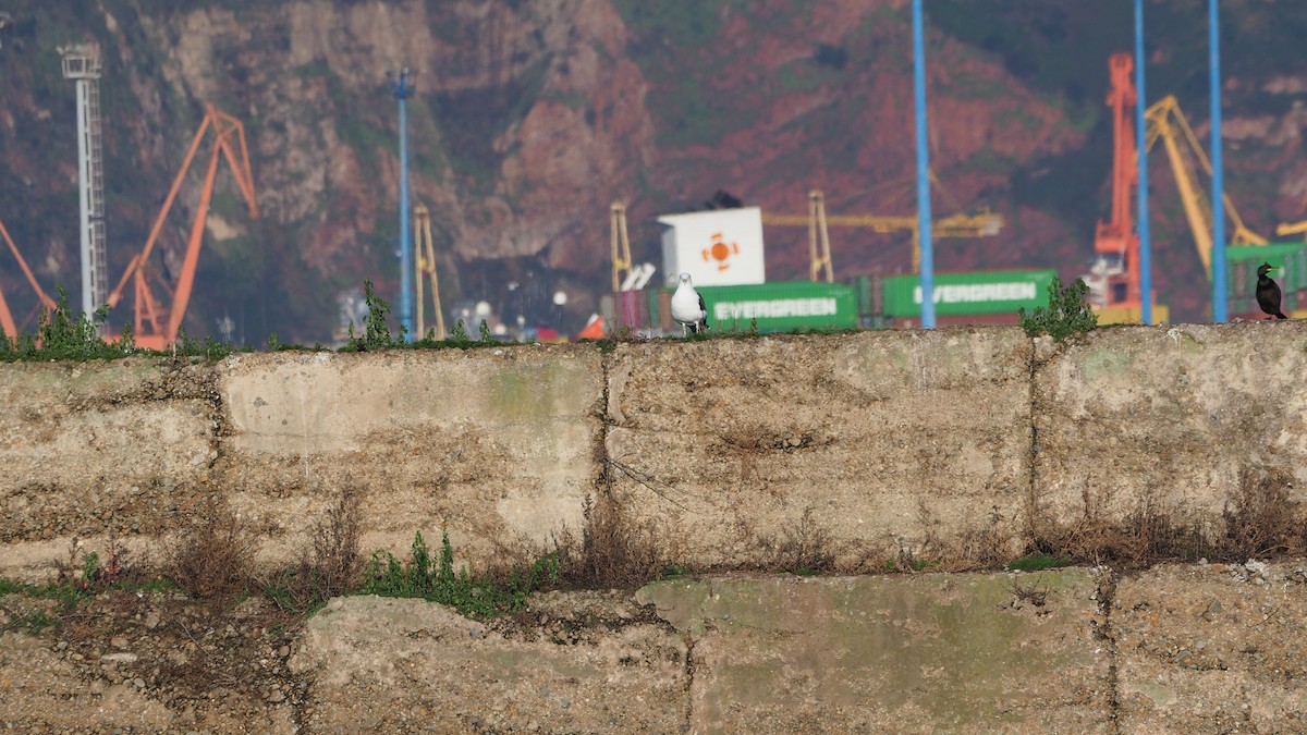 racek mořský - ML647608637