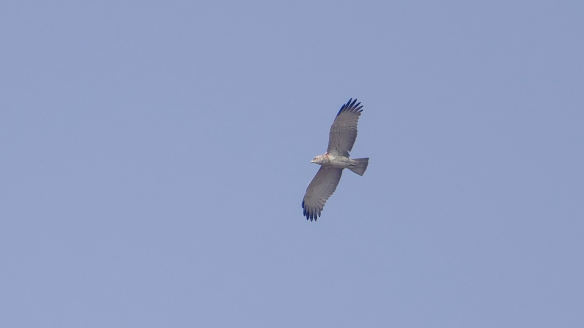 Short-toed Snake-Eagle - ML647608638