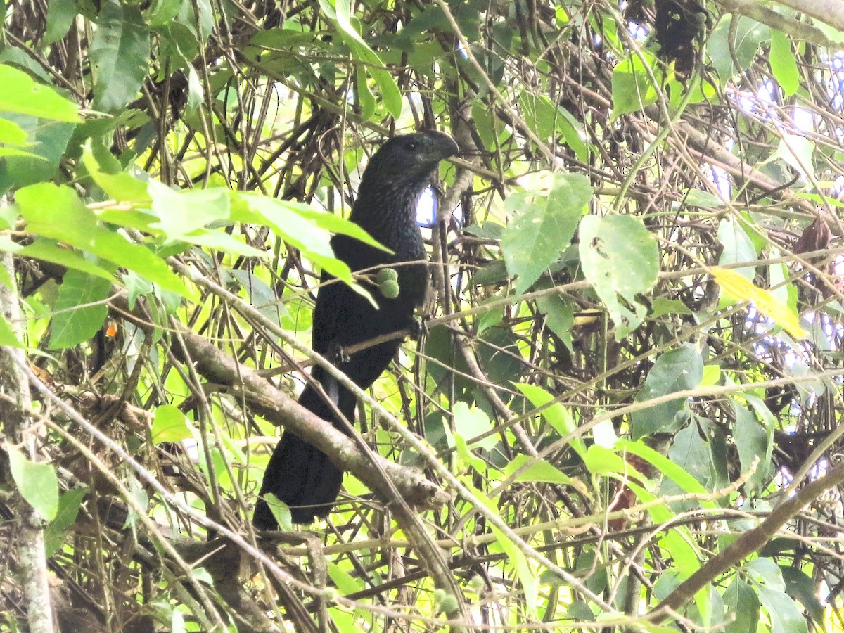 Smooth-billed Ani - ML647608682