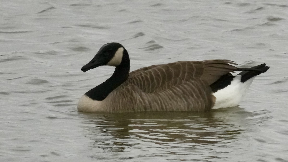 kanadagås - ML647608685