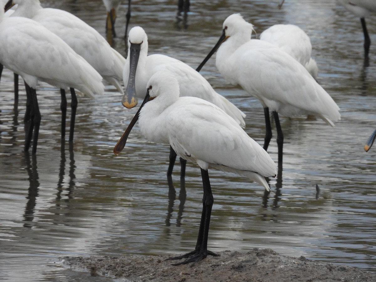 skjestork - ML647608686