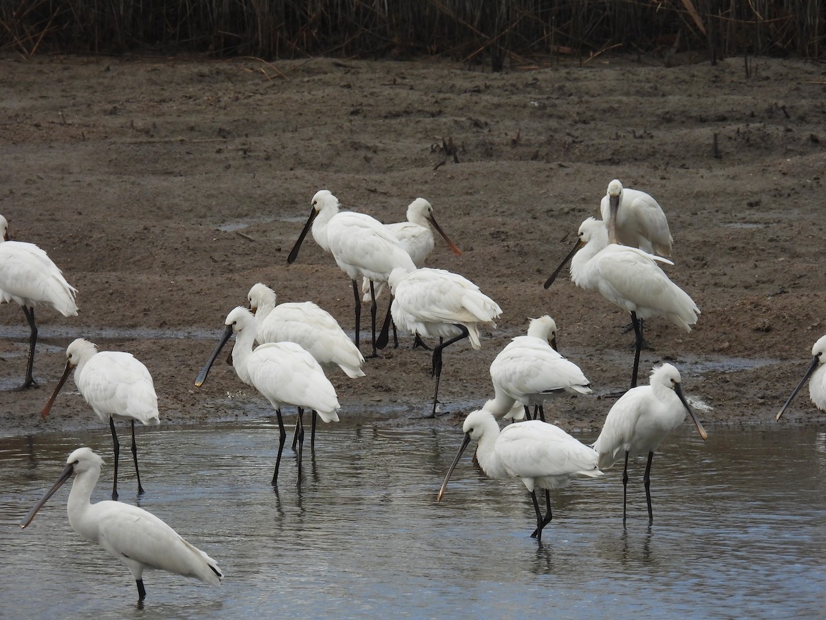 skjestork - ML647608687