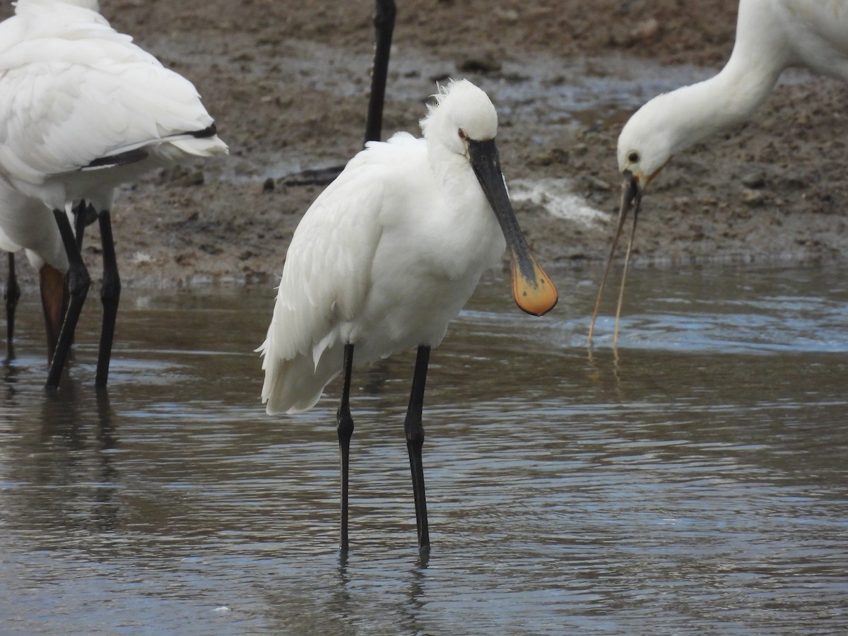 skjestork - ML647608688