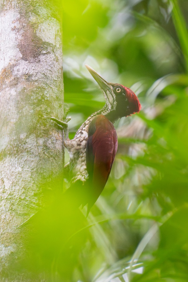 karminryggspett - ML647608689