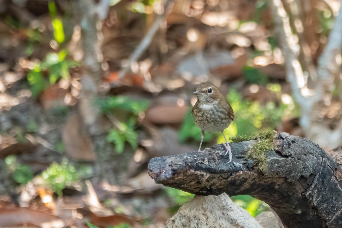 trillenattergal - ML647608690