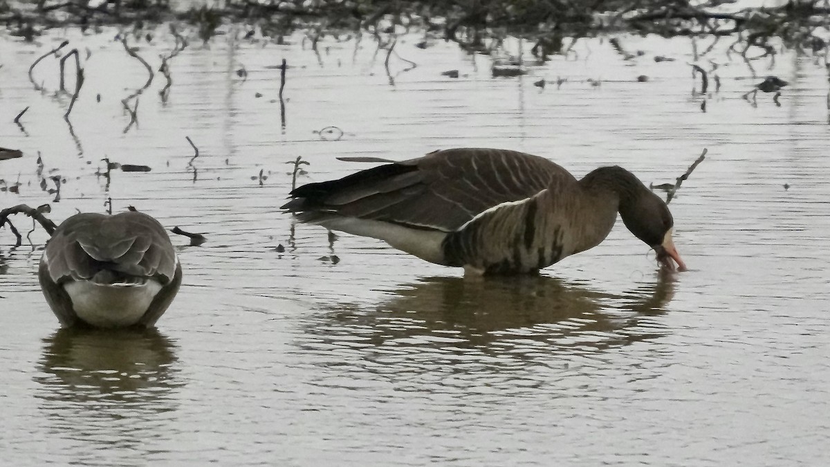 tundragås - ML647608691