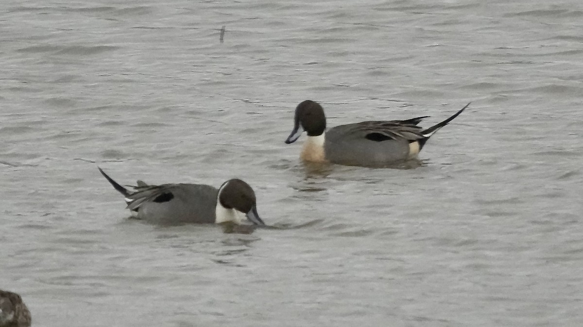 stjertand - ML647608693