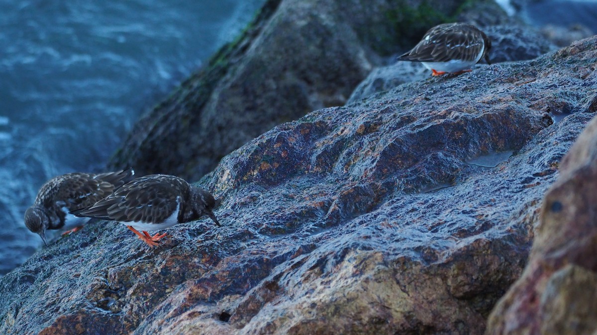 steinvender - ML647608694