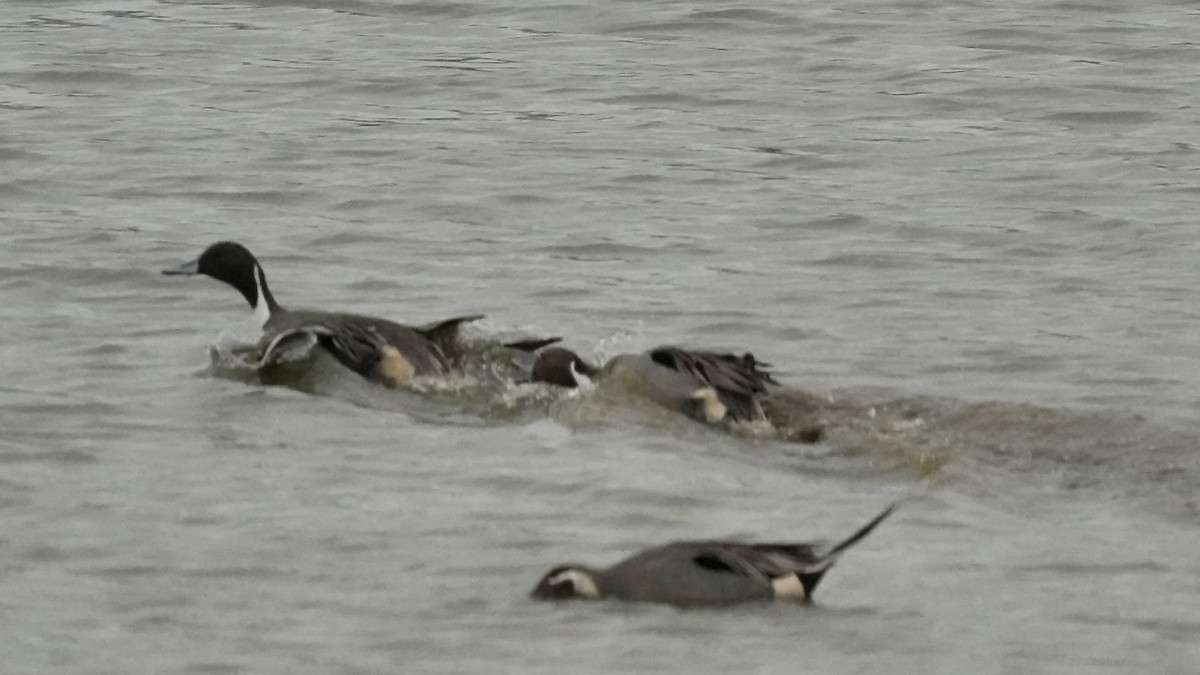 stjertand - ML647608695