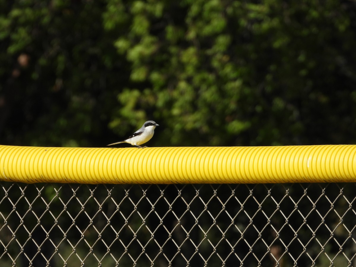 amerikavarsler - ML647608696