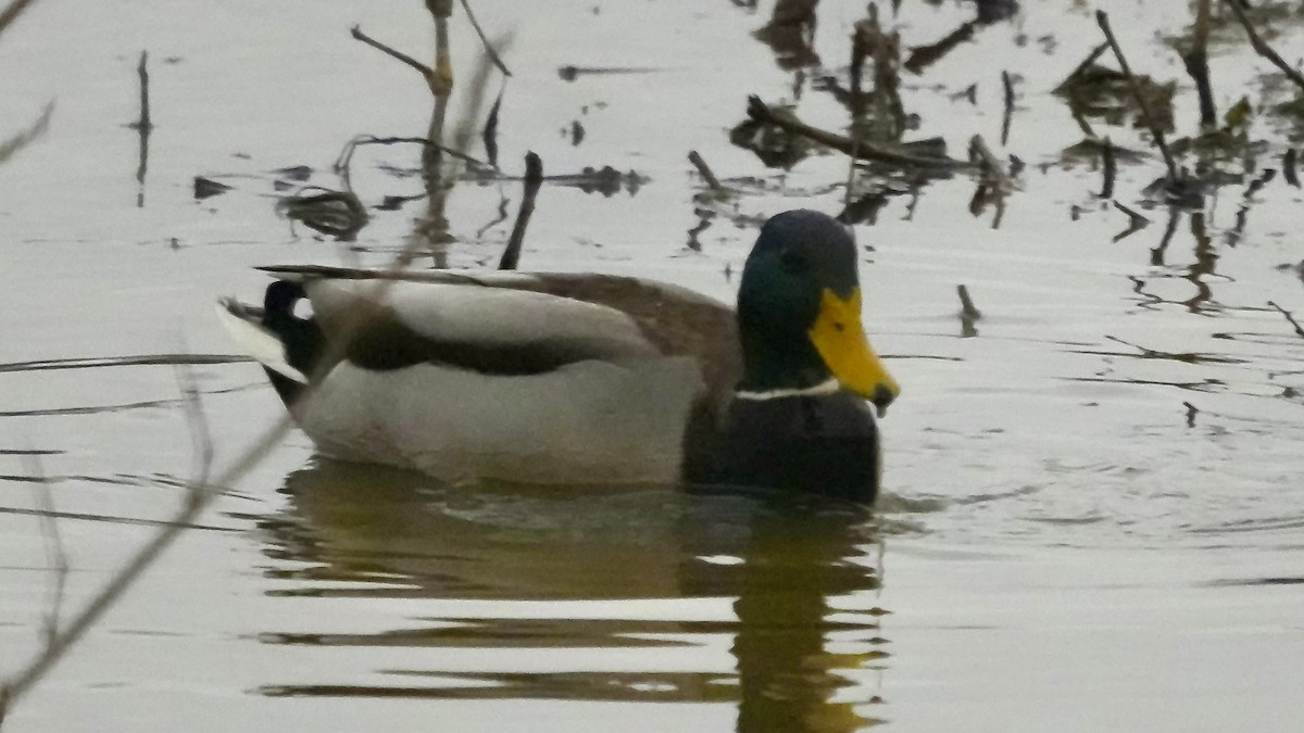 stokkand - ML647608697