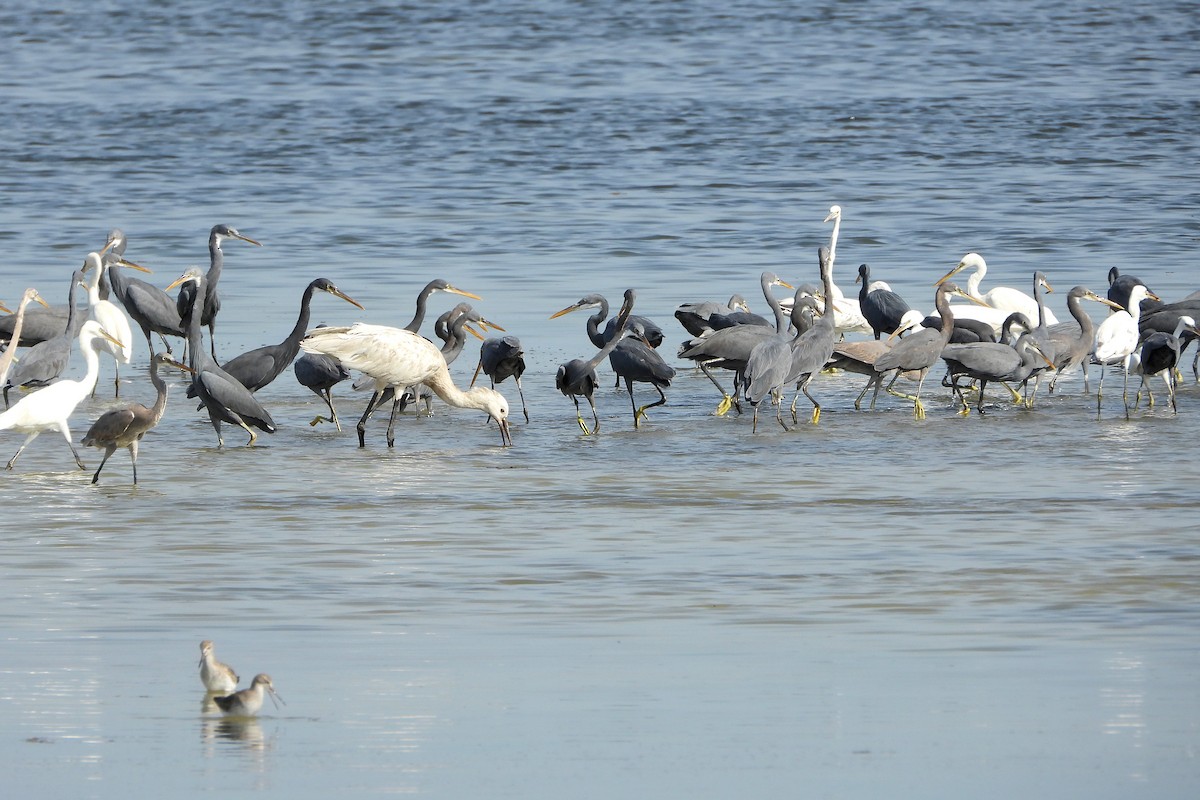 strandhegre - ML647608703