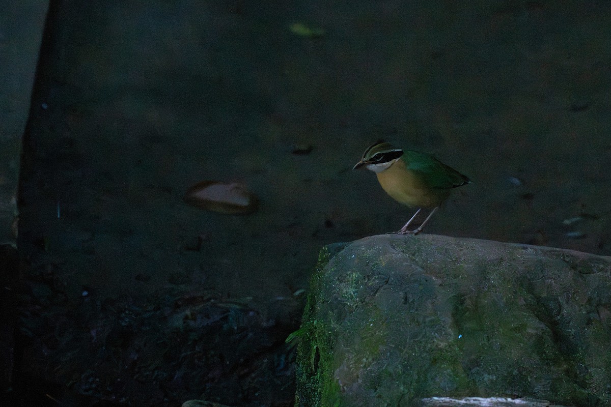 indiapitta - ML647608704