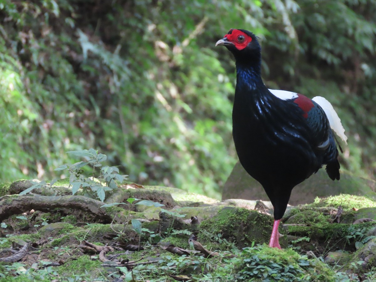 fagerfasan - ML647608707