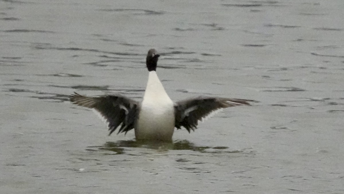 stjertand - ML647608708