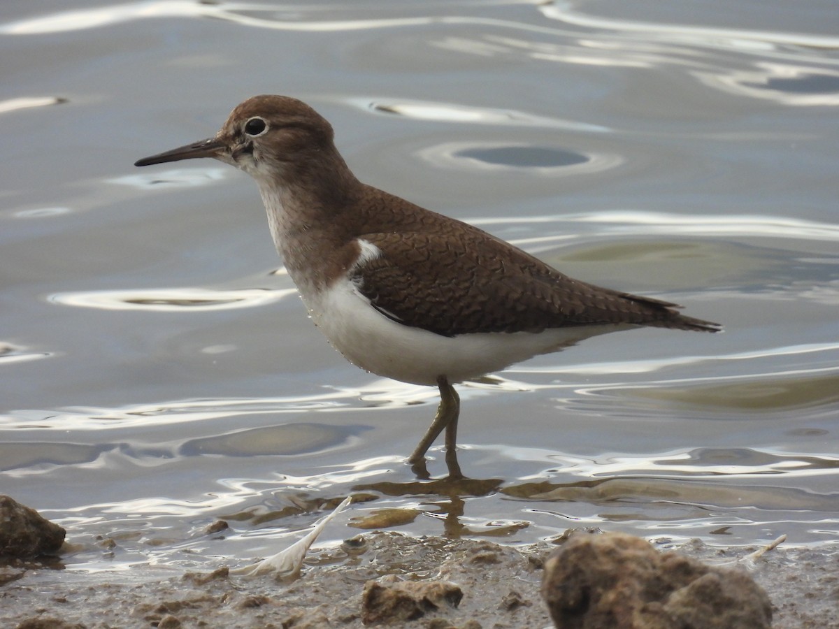 strandsnipe - ML647608709