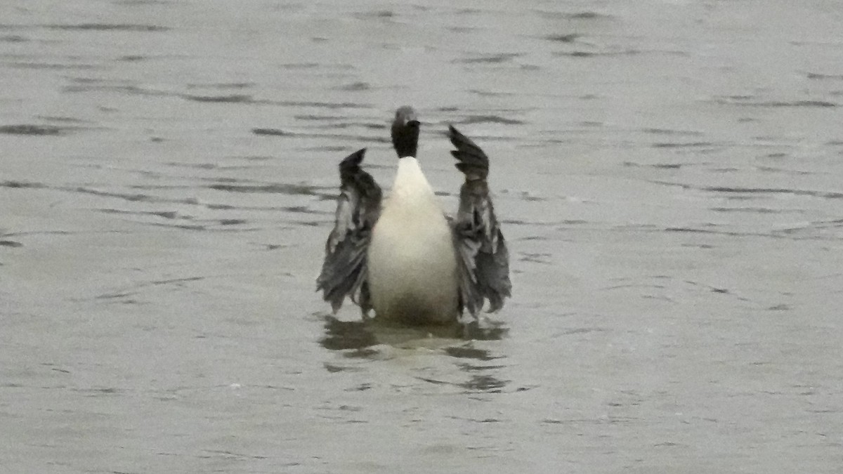 stjertand - ML647608710