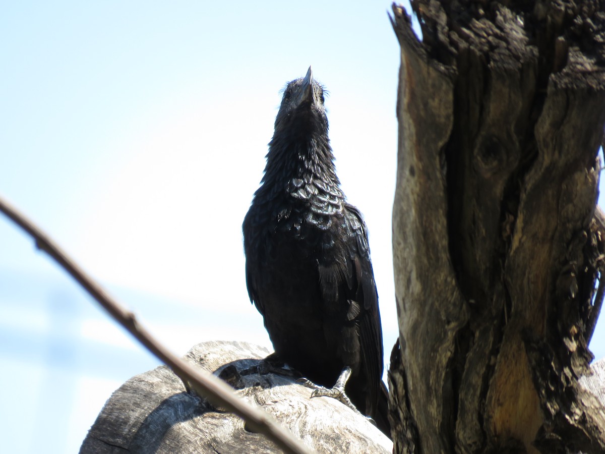 glattnebbani - ML647608711