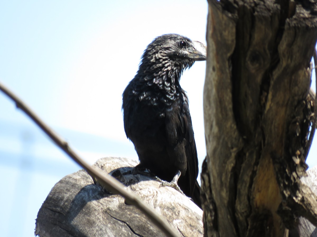 glattnebbani - ML647608712